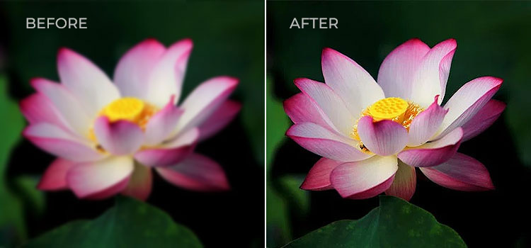 flower before after image blur