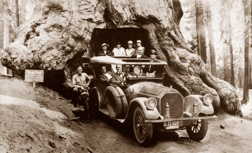 After Vintage car Driving Through Redwood Tree