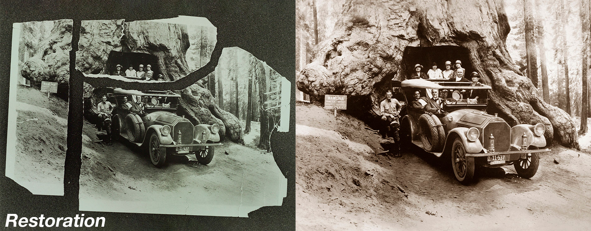 restoration of Vintage car Driving Through Redwood